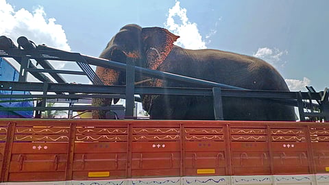 A captive elephant is transported in an open truck along National Highway 66 at Kulathur in Thiruvananthapuram, exposed to intense midday heat.