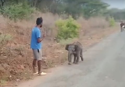 A three-month-old elephant calf, separated from its herd at Lingapuram near Sirumugai, was roaming in the surrounding area, and the forest department is making efforts to reunite it with its herd.