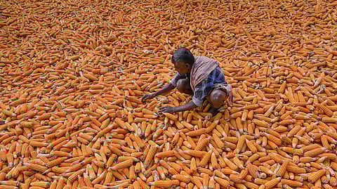 An ethanol-driven 'corn rush' is nudging farmers away from soybeans and pulses, tightening domestic supplies