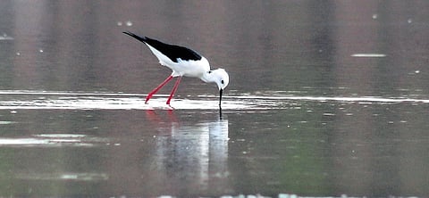A black-winged stilt quenches its thirst at a lake in Bengaluru on Saturday