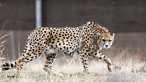 Today Asiatic cheetahs, close relatives of the African cheetahs, are extinct in India and only found in Iran