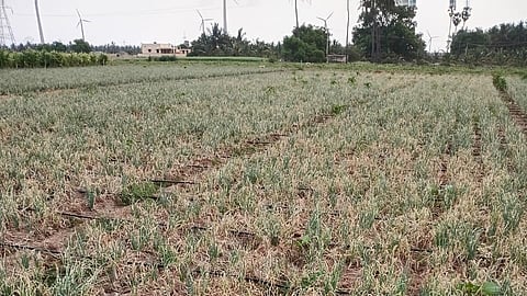 Tiruppur farmers allege substandard seeds hampered small onion crop yield.