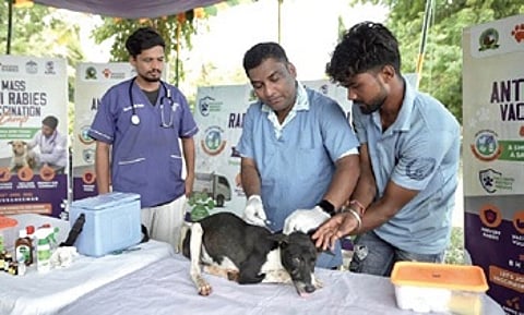 A stray dog being vaccinated during the special mass dog vaccination drive