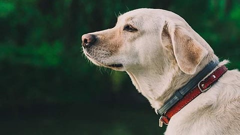 As dusk fell and her absence went unnoticed, it was the street dog that went searching. The animal eventually found Amina lying unconscious and began barking persistently, alerting relatives.
