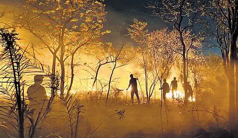 Seshachalam forest fire