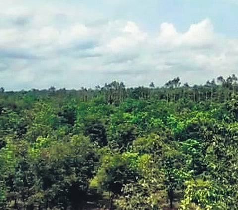 Forest land in Nalgonda