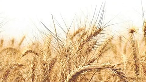 Delhi govt relaxes wheat procurement norms amid weather-hit crop quality