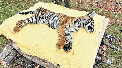 A rescued tiger cub, believed to have been abandoned by its mother, died without responding to treatment, while another cub has been shifted to Vandalur zoo for advanced care.