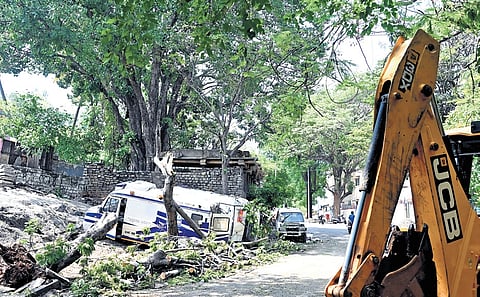 Deputy Chief Minister DK Shivakumar said the traffic department has identified 448 trees in the city that can cause loss to life or property and has instructed the city corporations to remove them