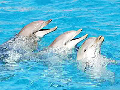 Dolphins Appeared Six million Years Earlier than Thought