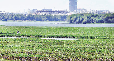 Madiwala lake’s agony is back