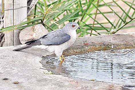 Shikra the fast and the furious