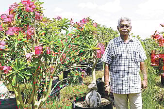 Operation Desert Rose