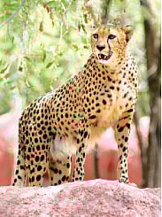 Another cheetah at the Nehru Zoological Park soon
