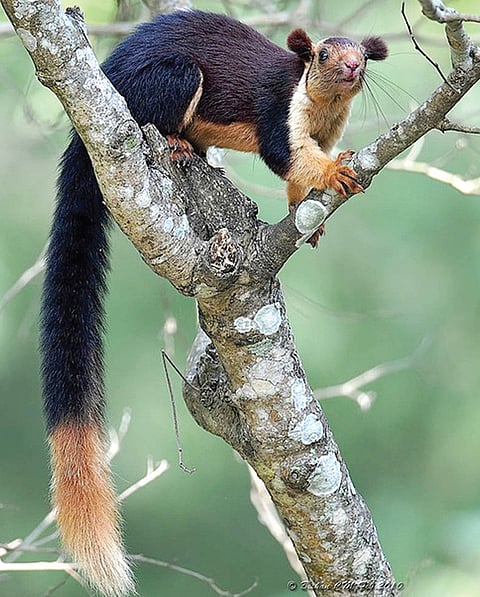 Nature’s very own parachuter