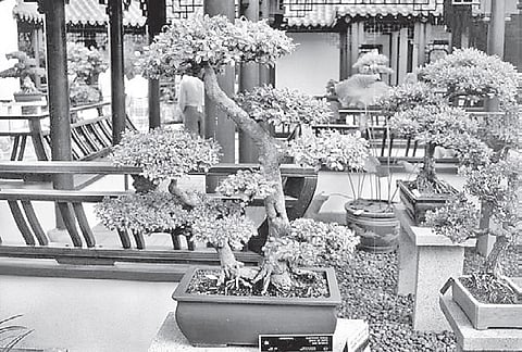 City folks bag Bonsai Awards