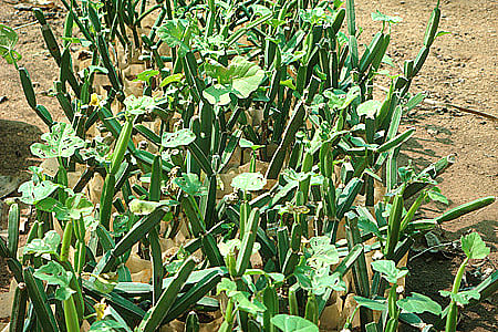 Ayurvedic relief for bone and joint pain 