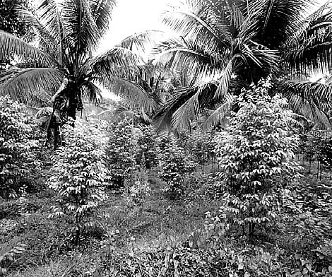 Agarwood a boon for plantation owners