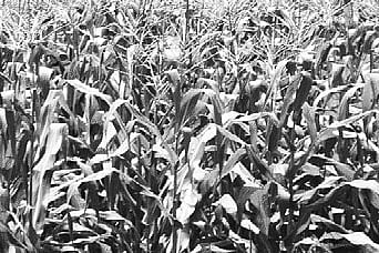 Evolving varieties of fodder a boon for dairy farmers in the state