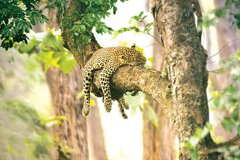 Capturing the wild like no one else