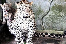 It’s ‘babysitting’ time for zoo staff