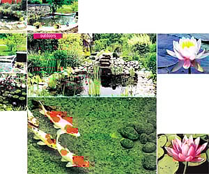 Introduce a cool centerpiece to your garden, complete with colourful koi carp and underwater and exterior lighting Nandhinie VG and Nikita Bastian