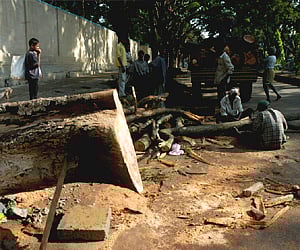 Roadside trees being cut in Bangalore city. (File photo)