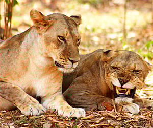 Indian lions in the zoo. (File photo)
