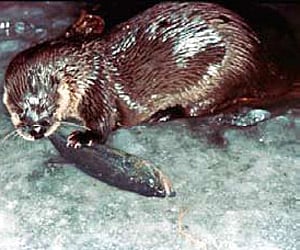 Otters giving villagers the creeps