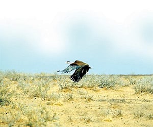 Kings of grasslands flying into the sunset