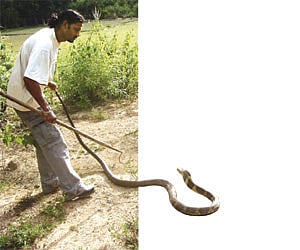 In search of the ‘King’ in Agumbe