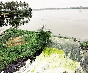 Sewage water from Bellandur Lake flows into Varthur Lake