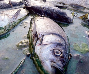 Dead fish lying uncleared in the contaminated Mallathahalli Lake.