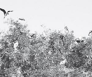 Painted storks enjoying their breeding season at Kaggaladu near Sira.