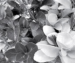 Variegation in landscaping