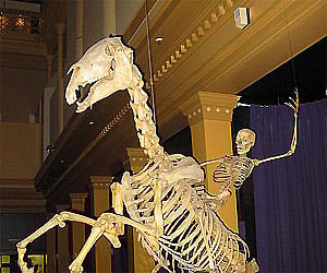 A composite of the skeletons of a Human and a Horse arranged into a lifelike pose, at an exhibit in the Australian Museum. (Author: Ross Murphy)