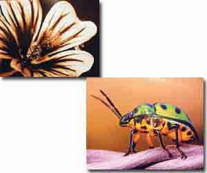 Looking through insect eyes