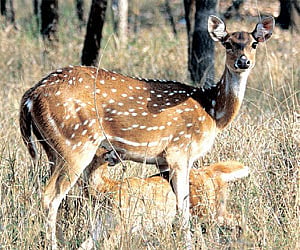 More deer fall prey at MCC