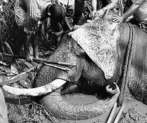 Glucose being administered on the elephant which got trapped in mud.
