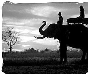 Enjoy a jumbo ride in Similipal