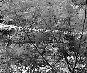 Ganja plants that were raised by the tribals in home gardens at Mannankudi near Thekkady.