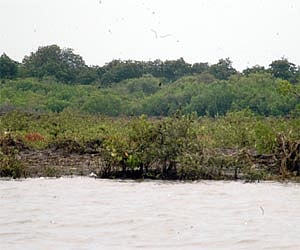 'Petrochemical hub would devastate Sundarbans'
