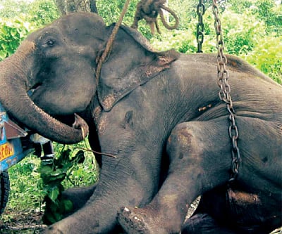 Tragedy of Sakuntala