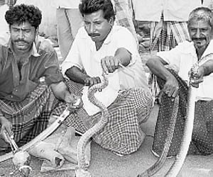 Snake charmers displaying the captured snakes at the TMCH on Thursday.
