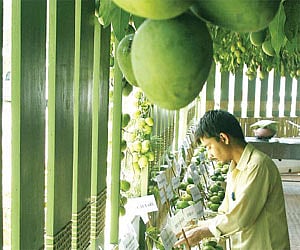 Ganni Khan, an organic crop cultivator from Karnataka, arranging mangoes at the Organic Mango Festival that began at Lumiere Organic Restaurant, Panam