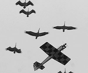 STEEL BIRD AMONG BIRDS: A remote controlled aircraft vies for attention with birds on the concluding day of the All India Vayu Sainik Camp for NCC cad