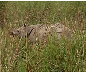 A rhino in Dudhwa National Park. (IANS Photo)
