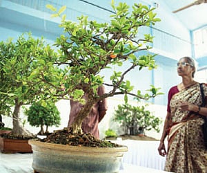 Exhibits at the ongoing ‘Bonsai 2009’ at Jawahar Balbhavan.