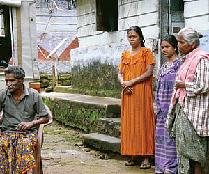 The pepper vines are drooping