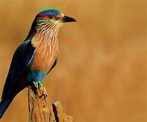 A tradition of violence